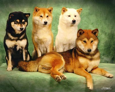 shiba-group
